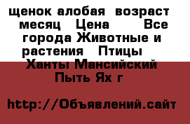 щенок алобая .возраст 1 месяц › Цена ­ 7 - Все города Животные и растения » Птицы   . Ханты-Мансийский,Пыть-Ях г.